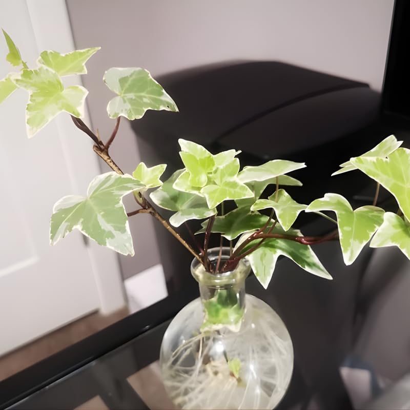 Glacier English Ivy Live Plants in 4” Inch Pot | Fast-Growing Variegated English Ivy Houseplant with Trailing Vines | Glacier English Ivy Indoor Plant for Hanging Planters & Indoor Landscaping