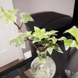 Glacier English Ivy Live Plants in 4” Inch Pot | Fast-Growing Variegated English Ivy Houseplant with Trailing Vines | Glacier English Ivy Indoor Plant for Hanging Planters & Indoor Landscaping