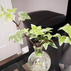 Glacier English Ivy Live Plants in 4” Inch Pot | Fast-Growing Variegated English Ivy Houseplant with Trailing Vines | Glacier English Ivy Indoor Plant for Hanging Planters & Indoor Landscaping