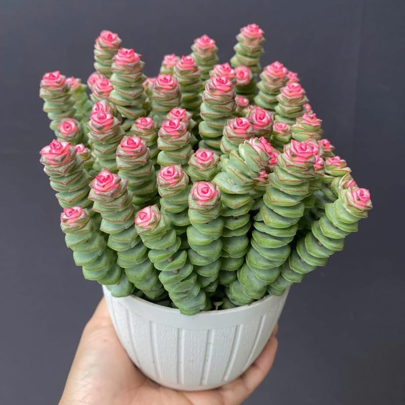 Baby’s Necklace Crassula Live Succulent in 4" Inch Pot | String of Buttons Type | Easy-Care Trailing Plant for Indoor Displays