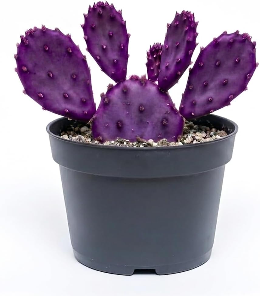 Opuntia Santa Rita Purple Prickly Pear Cactus Live Plant | Live Purple Cactus in 3 Inch Pot | Drought-Tolerant Desert Cactus for Indoor & Outdoor Use, Landscaping, Rock Gardens & Container Planting