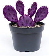Opuntia Santa Rita Purple Prickly Pear Cactus Live Plant | Live Purple Cactus in 3 Inch Pot | Drought-Tolerant Desert Cactus for Indoor & Outdoor Use, Landscaping, Rock Gardens & Container Planting