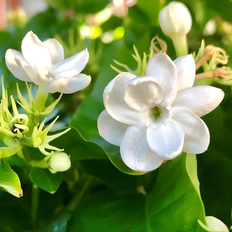 Jasmine Plant Live – Maid of Orleans in 4’’ Inch Pot | Jasmine Plant Indoor Live with White Blooms | Easy-Care Jasmin Plant for Home Decoration | Ideal for Living Spaces & Indoor Plant Collections