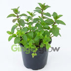 Chocolate Mint Plants Live, Mint Plants for Inside and Home Décor, 3-Inch Potted Fresh Herb for Indoor Outdoor Growing