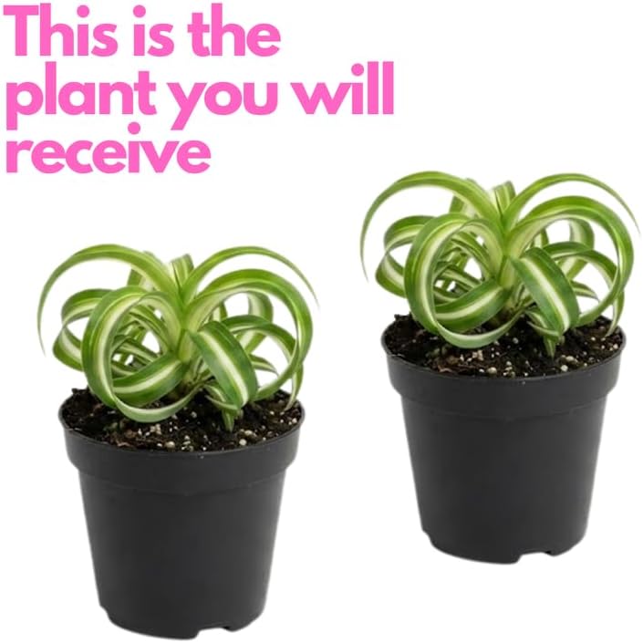 2 Curly Spider Plants Live House Plant, 2 Inch Pot Hanging Bonnie Spider Plant, Low Maintenance, Thrives in Home & Office, Perfect for Plant Enthusiasts, Easy to Grow