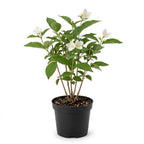 Mock Orange Shrub Live Plant, 4-6" Tall, Cold-Hardy Deciduous Bush for Home Landscapes, Sweet Citrus Scented White Spring Blooms & Low Maintenance Hedge