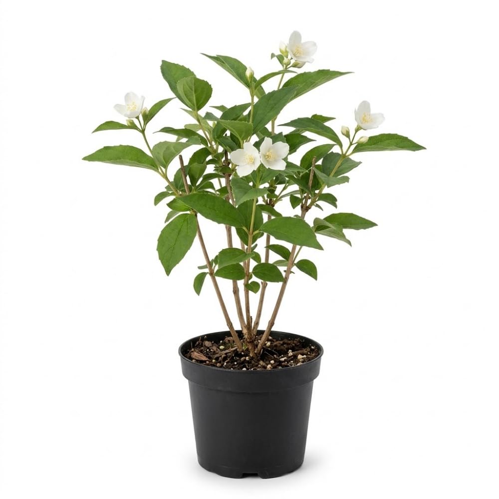 Mock Orange Shrub Live Plant, 4-6" Tall, Cold-Hardy Deciduous Bush for Home Landscapes, Sweet Citrus Scented White Spring Blooms & Low Maintenance Hedge