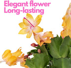 2 Orange Christmas Cactus Plant Live | 3 to 4 Inch Tall Indoor | Housewarming Friendship Gifts for Women Best Friend Presents for Mom Birthday Gift for New Home