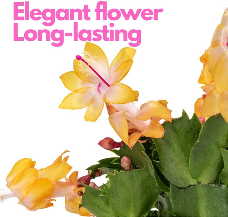 2 Orange Christmas Cactus Plant Live | 3 to 4 Inch Tall Indoor | Housewarming Friendship Gifts for Women Best Friend Presents for Mom Birthday Gift for New Home