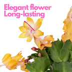 2 Yellow Christmas Cactus Plant Live | 3 to 4 Inch Tall Indoor | Housewarming Friendship Gifts for Women Best Friend Presents for Mom Birthday Gift for New Home