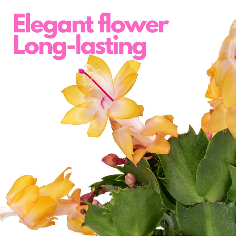 2 Yellow Christmas Cactus Plant Live | 3 to 4 Inch Tall Indoor | Housewarming Friendship Gifts for Women Best Friend Presents for Mom Birthday Gift for New Home