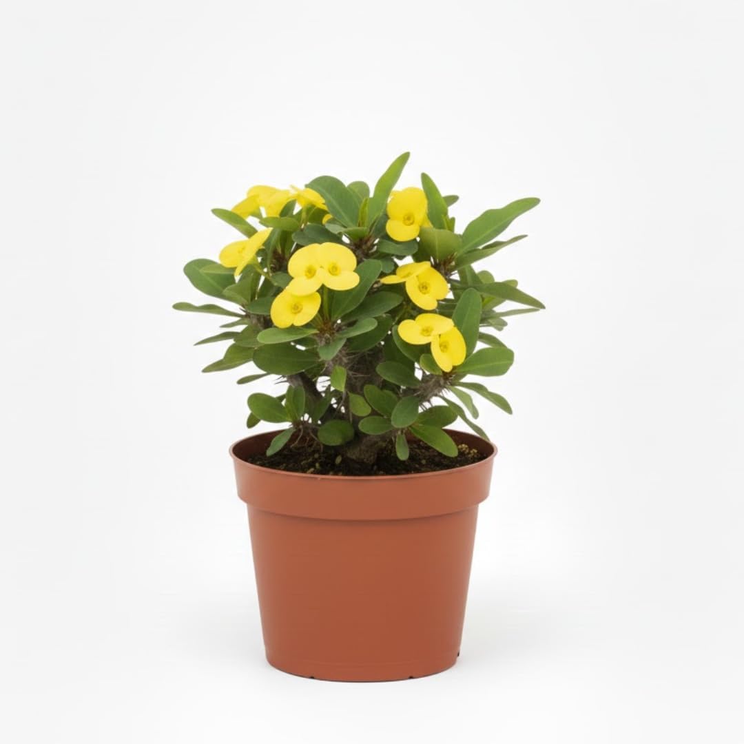 Yellow Euphorbia Milii Live Plant | Crown of Thorns Houseplant | 4 to 8 Inch Tall, Easy to Grow Indoor or Outdoor Decorative Plant, Patio Garden, Home Office