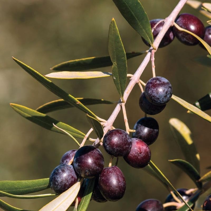 Arbequina Olive Tree for Planting (2.5–3 Feet) | Live Potted Olive Tree | High-Yield, Hardy Variety | No Ship to CA,HI,AK