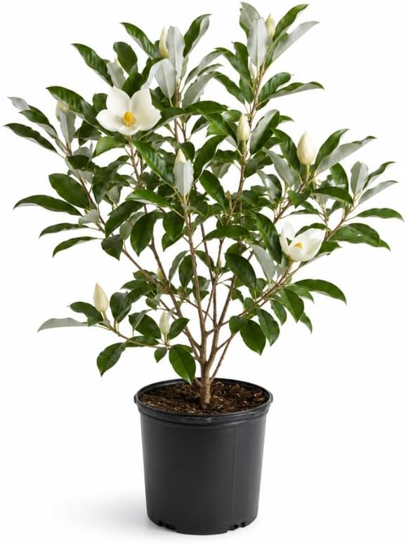 (No Ship to CA,HI,AK) Sweetbay Magnolia Tree, 3 Gallon Potted Plant, 3 Ft Tall, High-Vigor Cold-Hardy Flowering Shrub for Home Landscapes, Tree for Wet Soils with Lemon-Scented Blossoms