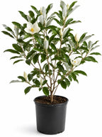 (No Ship to CA,HI,AK) Sweetbay Magnolia Tree, 3 Gallon Potted Plant, 3 Ft Tall, High-Vigor Cold-Hardy Flowering Shrub for Home Landscapes, Tree for Wet Soils with Lemon-Scented Blossoms