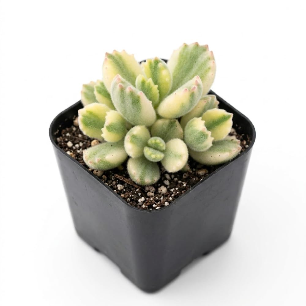 Live Succulent Plant, Variegated Bear Paws in 4" Pot, Vigorous Potted Cotyledon Tomentosa, Low Maintenance Plant for Home Office & Desk Decor