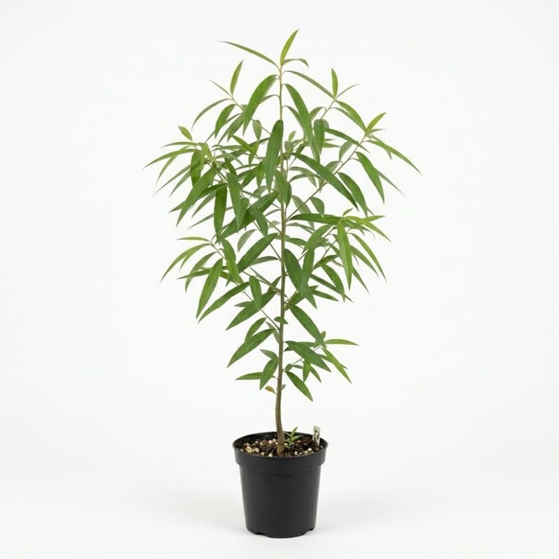 Willow Oak Tree Live Plant, Quercus Phellos in Quart Pot - 12-18 Inch Tall Seedling, Fast Growing Deciduous Shade Tree