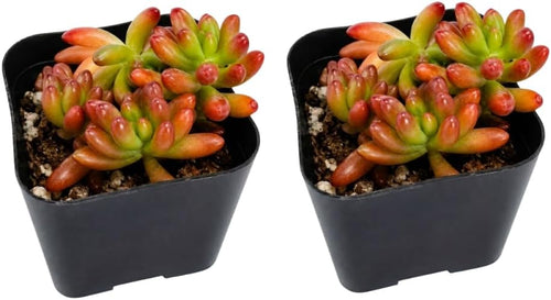 2 Sedum Rubrotinctum Aurora/Jelly Beans Succulents Plant Live, 2 Inch Pot, Rare Live Succulent, Easy Care, Vibrant Color Indoor Houseplant for Home, Office Décor, Small Spaces & Gifts