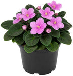 Pink African Violets Live Plant Bare Root, Easy Care Violets Plant Live, Low Light Flowering Houseplant, Ideal for Indoor Decoration & Window Sill Garden