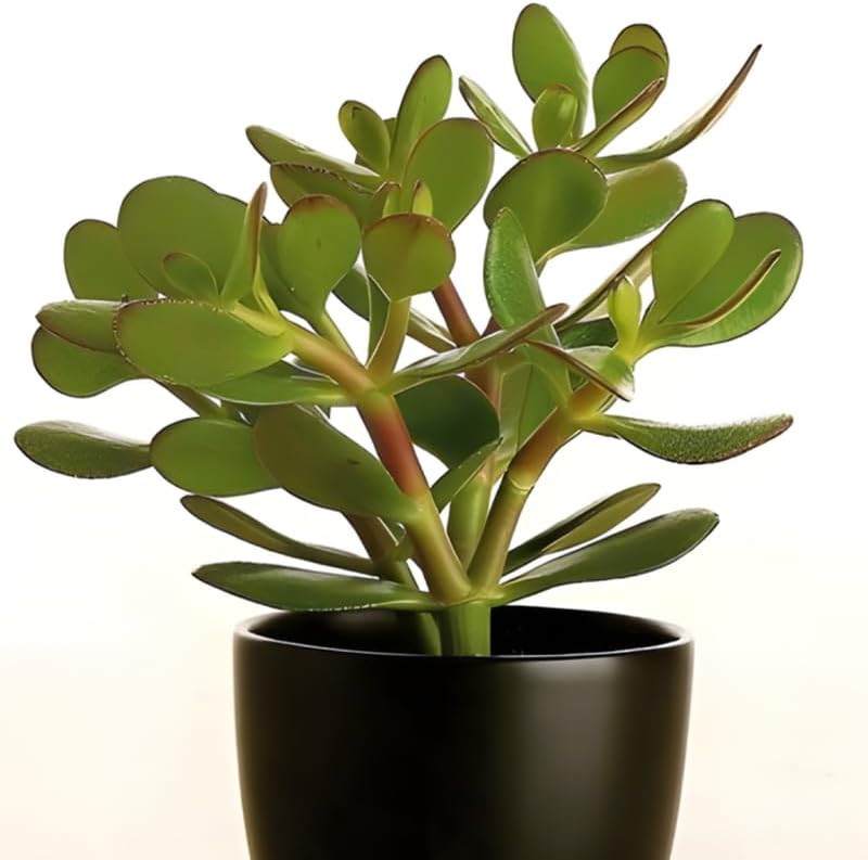Jade Plant Live Variegated in 4" Inch Pot | Crassula Ovata Tri-Color Succulent | Low-Maintenance Houseplant for Small Spaces