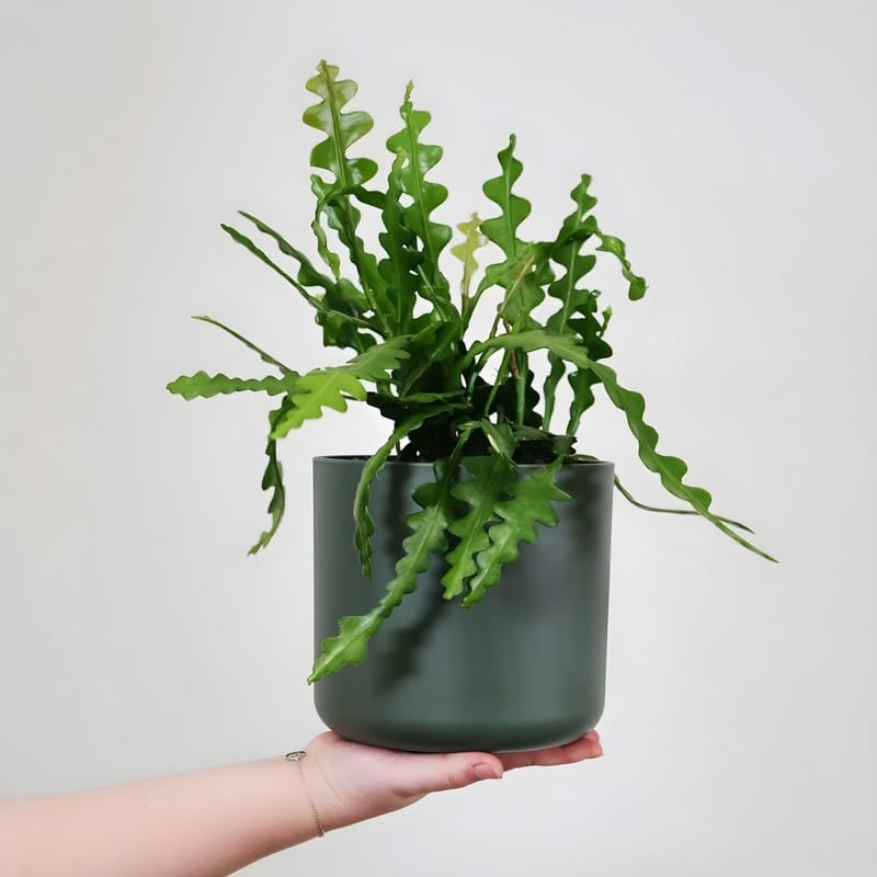 Fishbone Cactus (RIC Rac Cactus) Live Plant in 3" Pot | Unique Fish Bone Patterned Foliage | Easy-Care Indoor Tropical Houseplant | Great for Home Décor