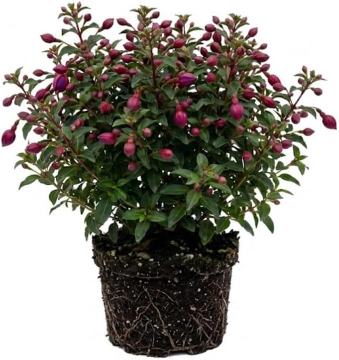 2 Fuchsia Plants Live, Dark Blue & Red Fuchsia, 6-12 Inch Tall, Blue Eye Variety, Trailing Flowering Plant, Ideal for Hanging Baskets