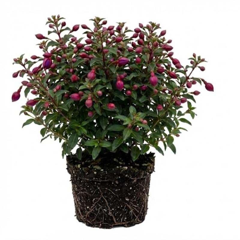 2 Fuchsia Plants Live, Gold and Red Foliage, 6-12 Inch Tall, Autumnale Variety, Trailing Flowering Plant, Ideal for Hanging Baskets