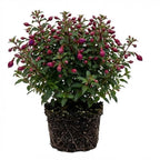 2 Fuchsia Plants Live, Gold and Red Foliage, 6-12 Inch Tall, Autumnale Variety, Trailing Flowering Plant, Ideal for Hanging Baskets