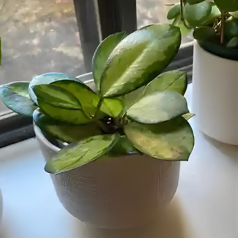Hoya Plant, Rare Hoya Australis Lisa, 4 Inch Pot, Easy Care Climbing Vine, Green Wax Foliage for Shelves and Hanging Pots