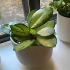 Hoya Plant, Rare Hoya Australis Lisa, 4 Inch Pot, Easy Care Climbing Vine, Green Wax Foliage for Shelves and Hanging Pots