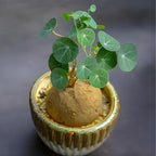 Stephania Plant Live in 2 – 2.5" Inch Pot | Compact Stephania Erecta Bulb Trees | Simple-Care Indoor Houseplant | Decorative Indoor Tree for Homes, Desks Spaces