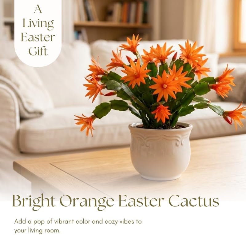 Light Orange Easter Cactus Live Plant 3 Inch Tall – Flowering Indoor Holiday Cactus with Soft Orange Blooms, Easy Care Easter Cactus Plants Live for Home, Office or Gift