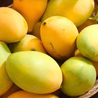 Sweet Carrie Mango Tree Live Plant | 2.5–3 Ft Tall | Tropical Mango Variety for Backyard Growing, Patio Spaces & Home Gardens | No Ship CA, HI, AK