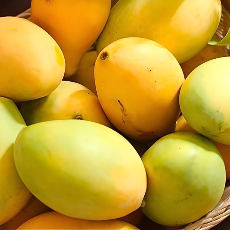 Sweet Carrie Mango Tree Live Plant | 2.5–3 Ft Tall | Tropical Mango Variety for Backyard Growing, Patio Spaces & Home Gardens | No Ship CA, HI, AK