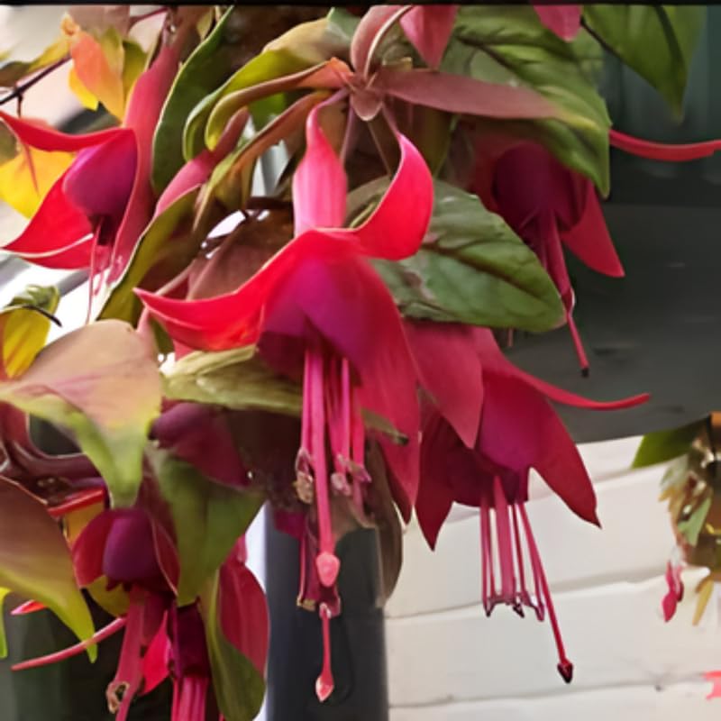 Fuchsia Plants Live, Gold and Red Foliage, 6-12 Inch Tall, Autumnale Variety, Trailing Flowering Plant, Ideal for Hanging Baskets