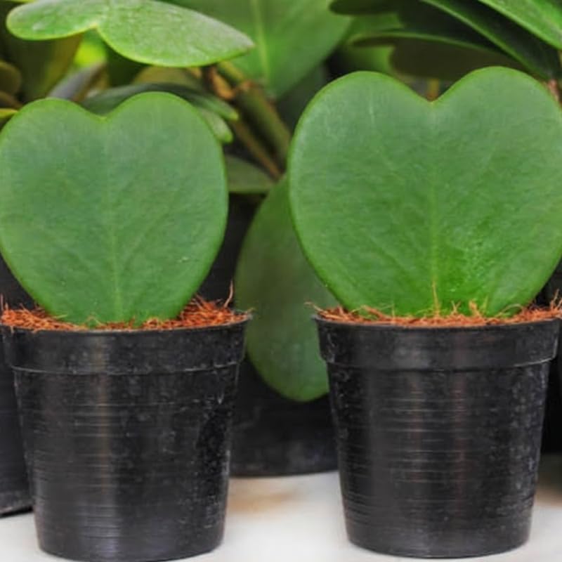 Hoya Kerrii Plant Live, 2" Potted Plant, Easy Care Indoor Greenery, Heart Foliage for Home Decor and Small Spaces