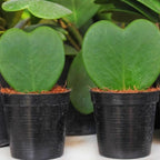 Hoya Kerrii Plant Live, 2" Potted Plant, Easy Care Indoor Greenery, Heart Foliage for Home Decor and Small Spaces
