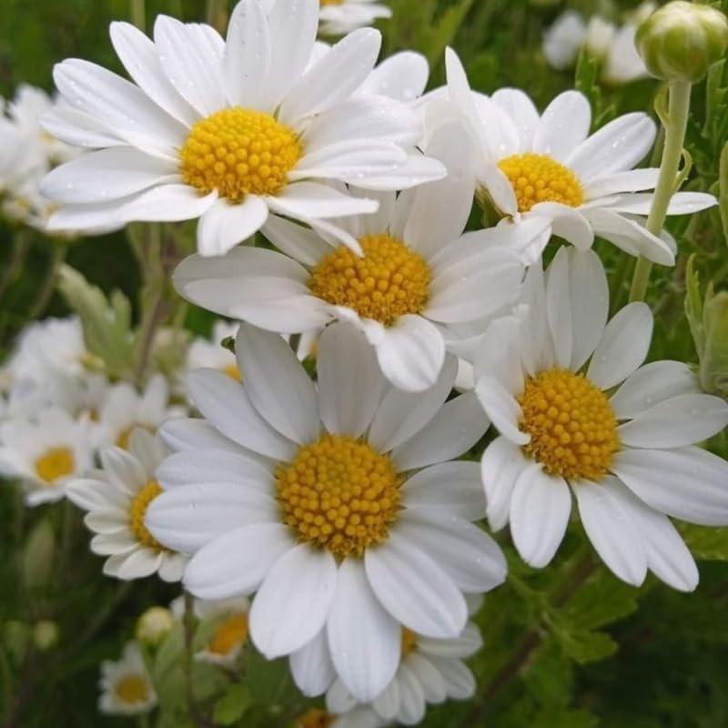 3 White Ox-Eye Daisy Live Plant, 3-Inch Pot, Fast Growing Perennial Flower, Established Starter Plant for Ground Cover and Garden Beds