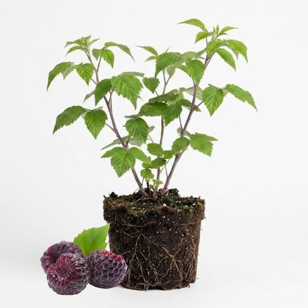 Raspberry Plant, Live Glencoe Raspberry, 12-24" Bare Root Plants, Easy to Grow Thornless Shrub, Sweet Plants for Garden Beds and Pots
