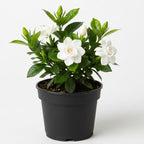 Frostproof Gardenia Jasmine Plant Indoor Live in 4 Inch Pot | Cold Hardy White-Blooming Jasmine | Easy to Grow Live Jasmine Plant for Indoor & Patio Décor