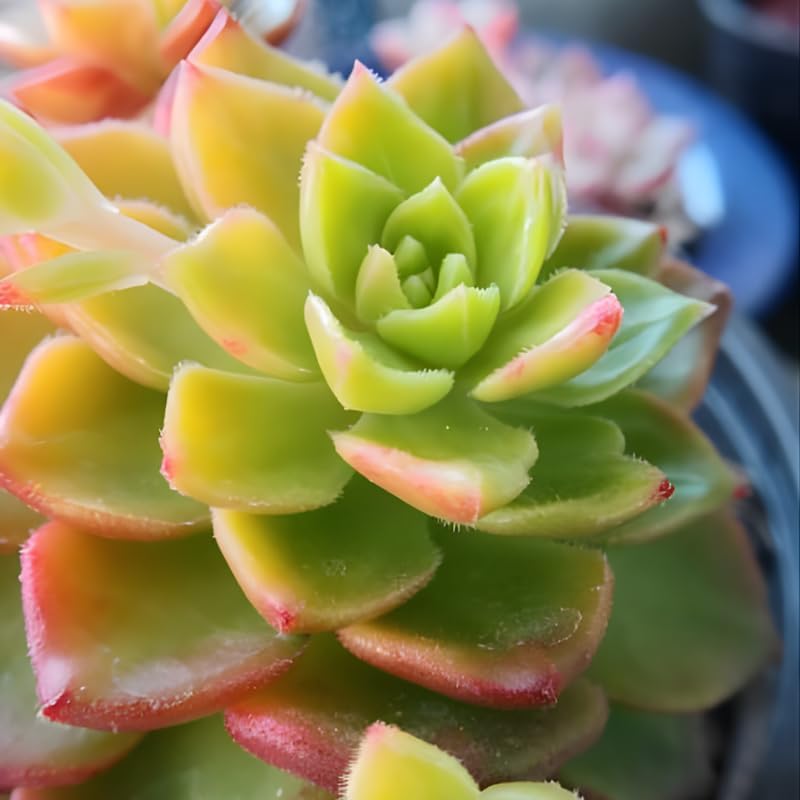 Anacampseros Sunrise Succulents in 2 Inch Pot, Anacampseros Telephiastrum, Ideal for Modern Home Décor, Desk Displays & Plant Collections