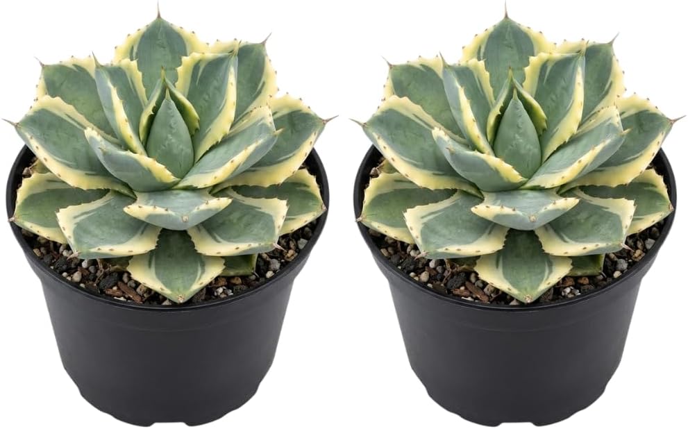 2 Live Succulent Plant, Variegated Agave in 4 Inch Pot, Dwarf Agave Isthmensis Plant for Living Rooms & Patio, Easy to Care Drought Tolerant Decor