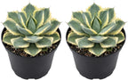 2 Live Succulent Plant, Variegated Agave in 4 Inch Pot, Dwarf Agave Isthmensis Plant for Living Rooms & Patio, Easy to Care Drought Tolerant Decor