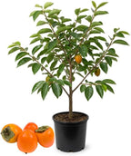 (No Ship to CA,HI,AK) Hachiya Persimmon Tree - 3 Gallon Pot, Vigorous Cold-Hardy Plant for Edible Landscapes, Sturdy Deciduous Shade Tree for Sweet Autumn Fruits & Baking