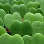 Hoya Kerrii Plant Live, 2" Potted Plant, Easy Care Indoor Greenery, Heart Foliage for Home Decor and Small Spaces