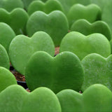 Hoya Kerrii Plant Live, 2" Potted Plant, Easy Care Indoor Greenery, Heart Foliage for Home Decor and Small Spaces