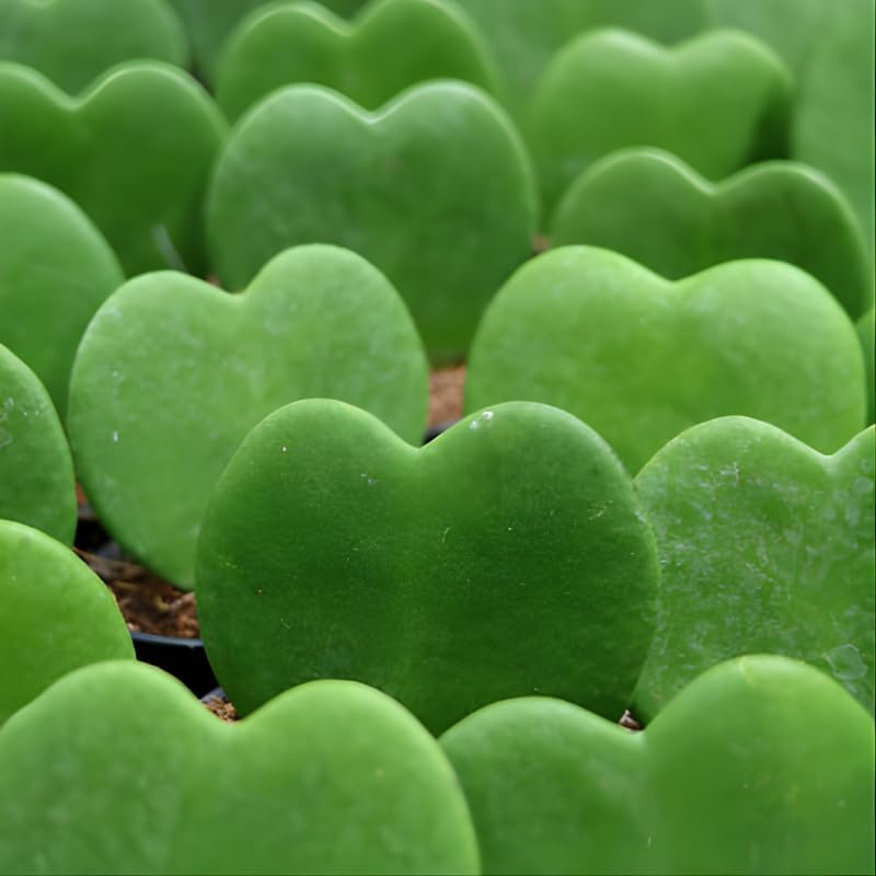 Hoya Kerrii Plant Live, 2" Potted Plant, Easy Care Indoor Greenery, Heart Foliage for Home Decor and Small Spaces