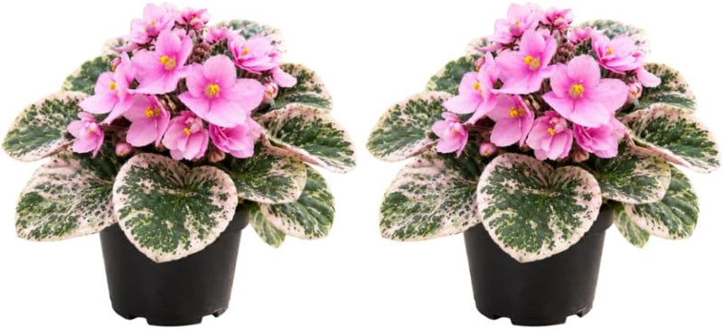 2 Variegated African Violets Live Plant in 4" Pot