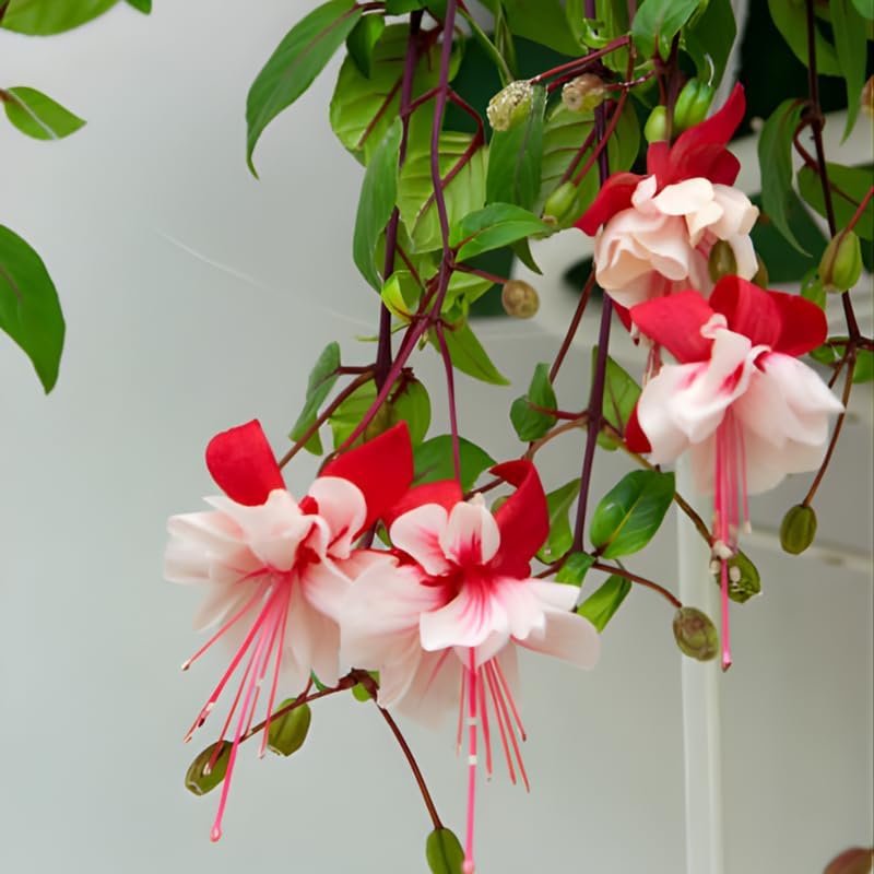 2 Fuchsia Plants Live, Dark Blue & Red Fuchsia, 6-12 Inch Tall, Blue Eye Variety, Trailing Flowering Plant, Ideal for Hanging Baskets