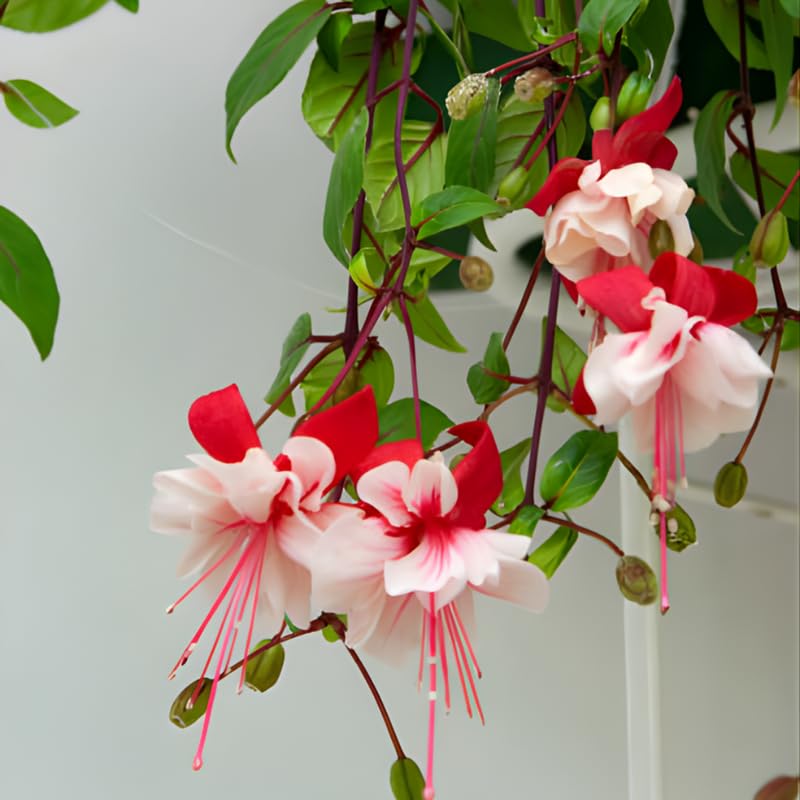 2 Fuchsia Plants Live, Gold and Red Foliage, 6-12 Inch Tall, Autumnale Variety, Trailing Flowering Plant, Ideal for Hanging Baskets